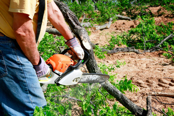 Best Local Tree Services  in Albuquerque, NM